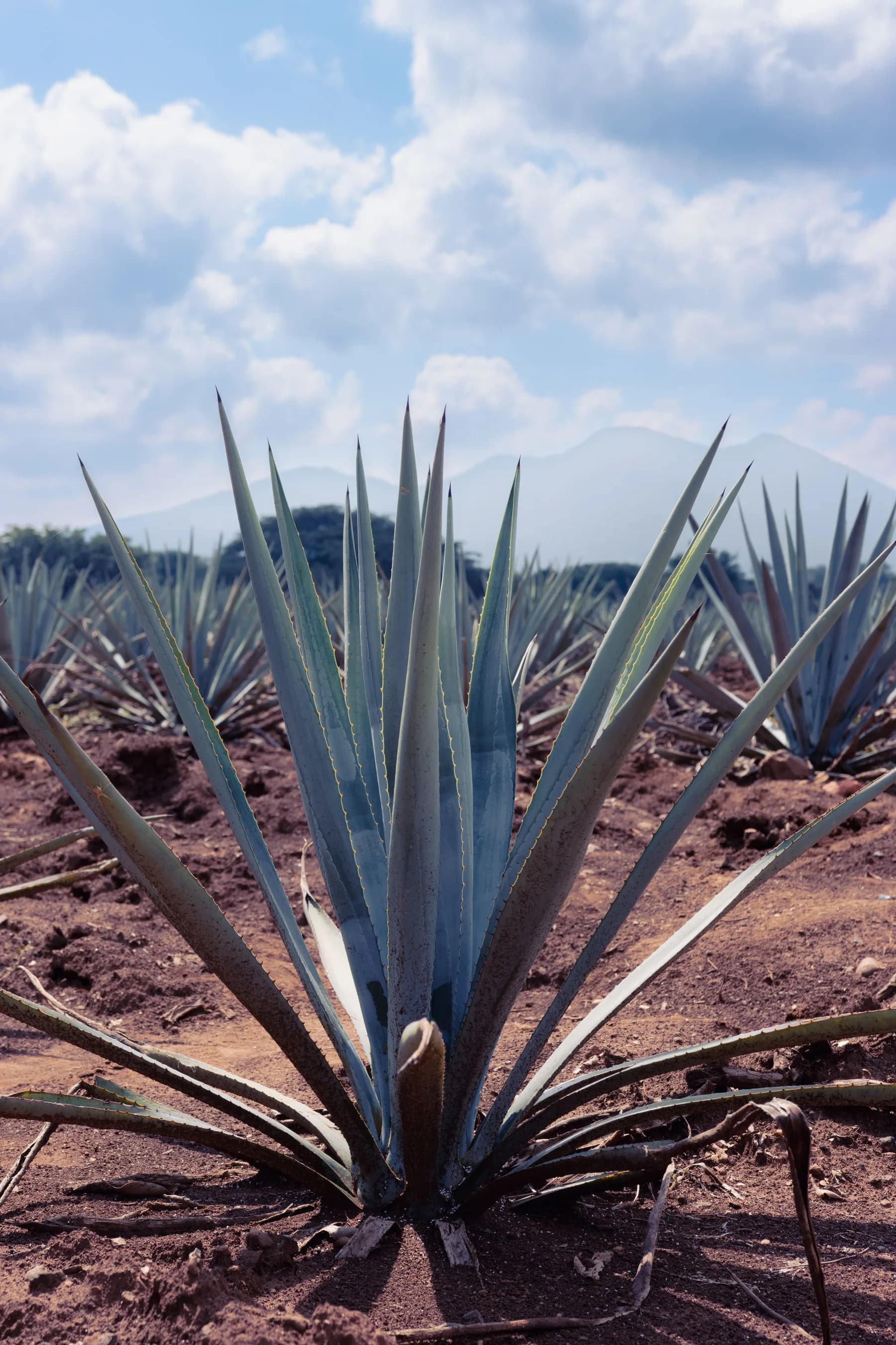 Campos de agave en el paisaje agavero de Jalisco